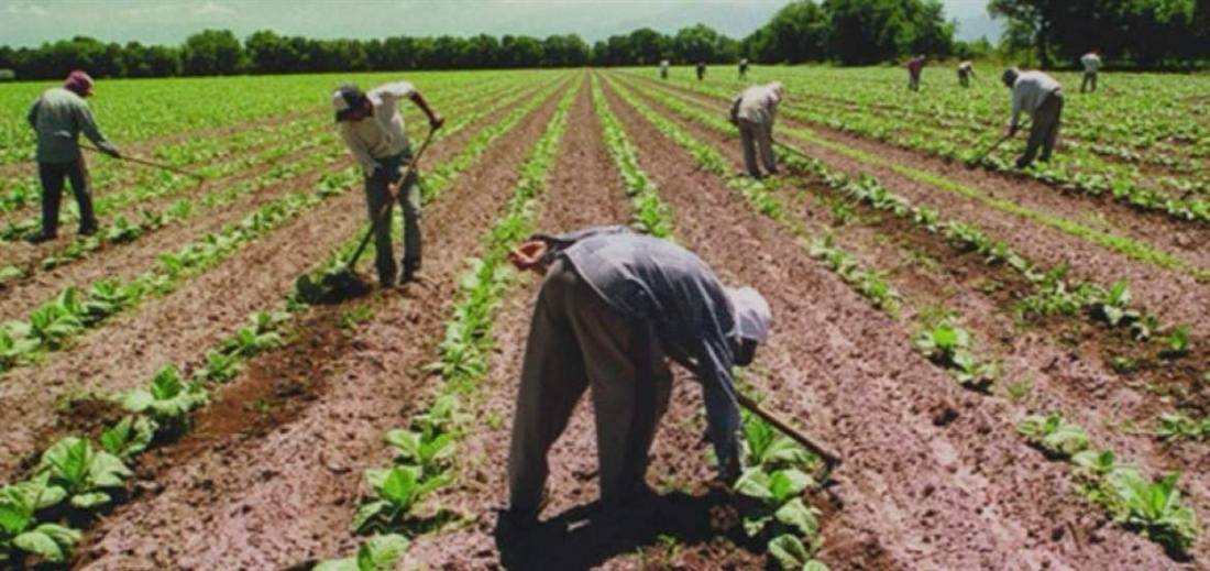 Personal realizando labores agrícolas en campo